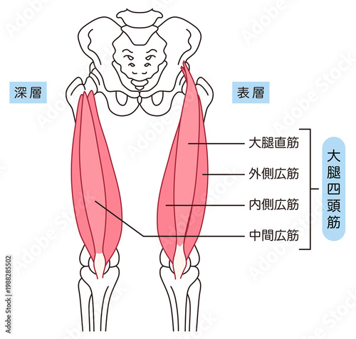Foto 太ももの筋肉　大腿四頭筋