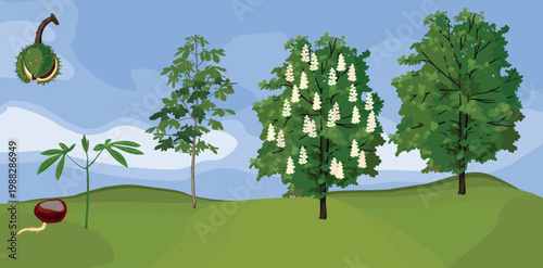 Horse chestnut tree life cycle stages: from germinating seed and sprout to blooming and mature tree, botanical infographic of Aesculus hippocastanum