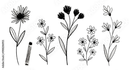 Hand-drawn floral illustrations with pencil sketch style, black and white botanical elements