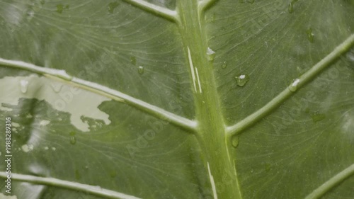 Close Up Texture Of Giant Variegated Alocasia Macrorrhizos Leaf, A detailed film clip of giant variegated alocasia leaf texture, prominent veins in soft light, perfect for plant beauty film.