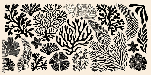 Black and white botanical illustration of various seaweed and coral forms