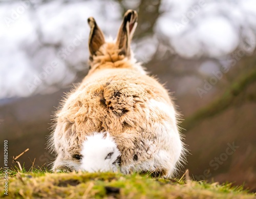 Rabbit rear view in a natural setting