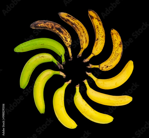 Obraz na plátne A colorful display of bananas in a circular pattern, showing their ripening stag