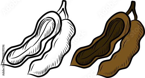 Tamarind Design. Doodle Pod Illustration Style. Organic Tropical Fruit. 