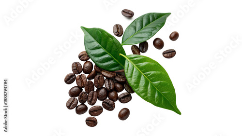 Tableau sur toile Green coffee leaves and roasted coffee beans isolated on transparent background