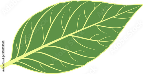 Stylized single green leaf vector graphic design with prominent venation, representing botanical elements, environmental concepts, and natural beauty for various creative projects