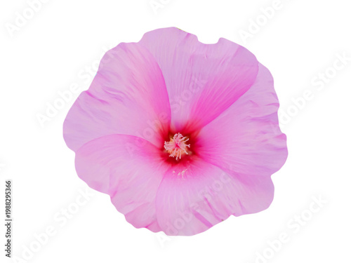 pink carnation flower isolated on white