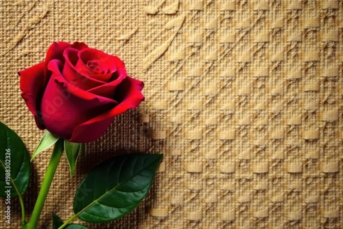 Velvet red rose, shadowed on burlap, textured background , floral, smooth