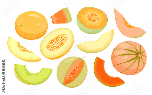 Colorful assortment of melon slices and whole melons including cantaloupe, honeydew, and galia, displayed in different angles and cuts, isolated on white background vector illustration