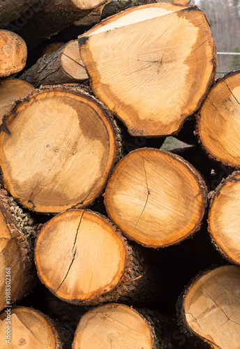 Stacked freshly cut logs showing circular tree rings and rough bark texture, forming a natural wood pattern background in Warren County, Pennsylvania, USA