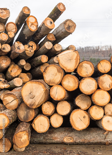 Stacked freshly cut logs showing circular tree rings and rough bark texture, forming a natural wood pattern background in Warren County, Pennsylvania, USA