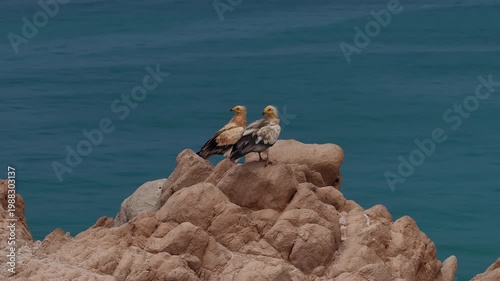 Pair of egyptian vultures landing on rocks by the sea, socotra island