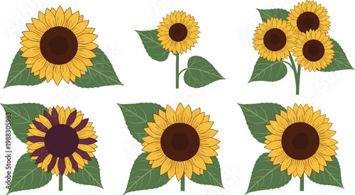 Sunflower Collection Set with Blooming Yellow Floral Elements and Leaves Botanical Nature Flat Vector Illustration