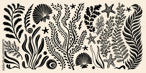 Black and white botanical illustration of various sea life and plants