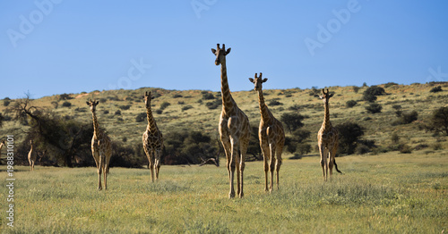 Photography a herd of giraffes approaching