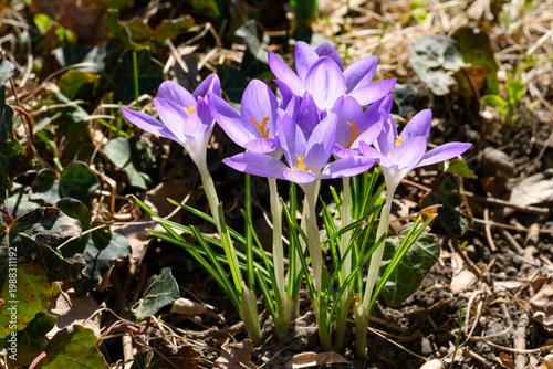 Fotografie Early spring flowering crocus (Crocus tommasinianus)