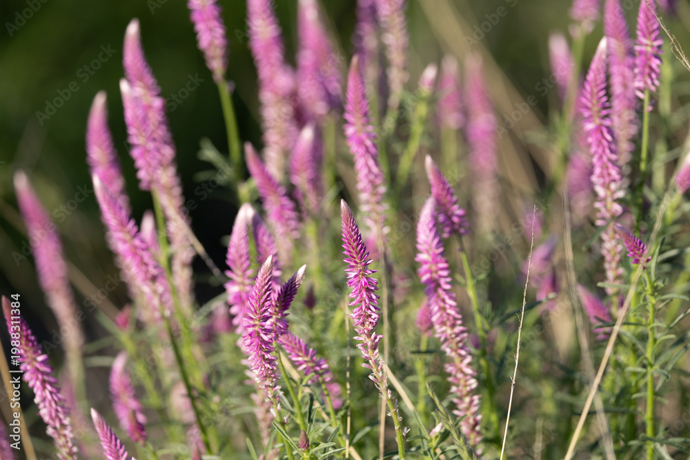 Obraz premium pink katstert flowers in Kgalagadi