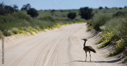 Fotografía a kori bustard on the road with yellow flowers