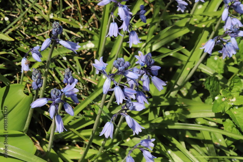 日本の春の公園に咲く薄紫色のイングリッシュ・ブルーベルの花