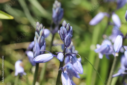日本の春の公園に咲く薄紫色のイングリッシュ・ブルーベルの花