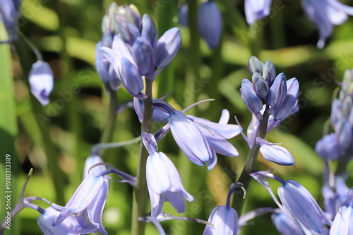 日本の春の公園に咲く薄紫色のイングリッシュ・ブルーベルの花