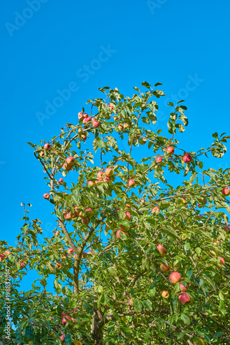 Obraz na plátně Agriculture, nature and apples in tree on blue sky for food production, crop cultivation and low angle