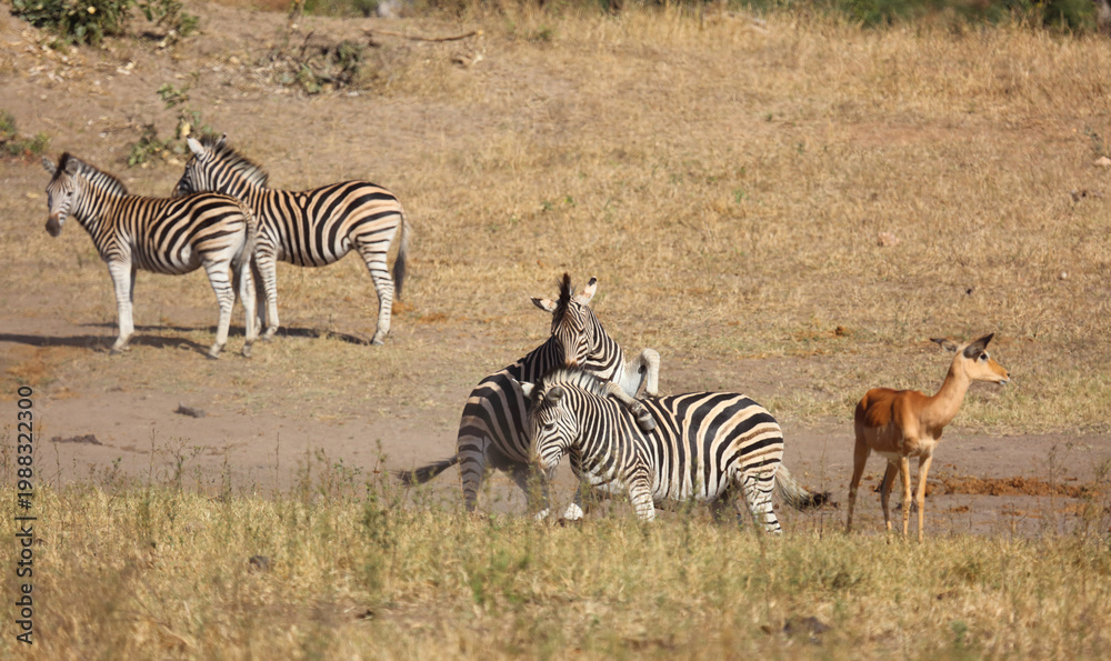 Obraz premium Steppenzebra / Burchell's zebra / Equus quagga burchellii
