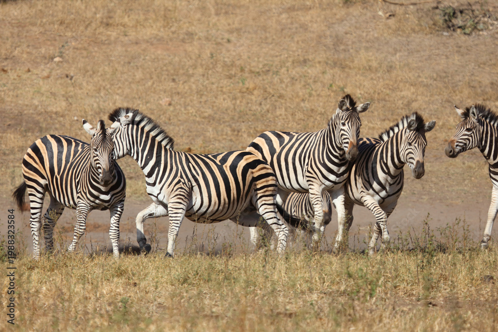 Obraz premium Steppenzebra / Burchell's zebra / Equus quagga burchellii