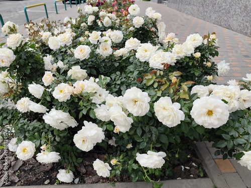 White roses bud bloom in the garden flowerbed. Flower rose bush in summer courtyard path top view