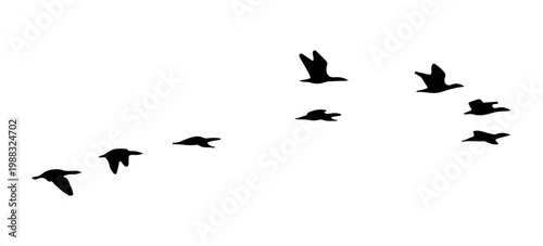 flock of birds silhouette isolated on transparent clear background