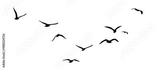 flock of birds silhouette isolated on transparent clear background