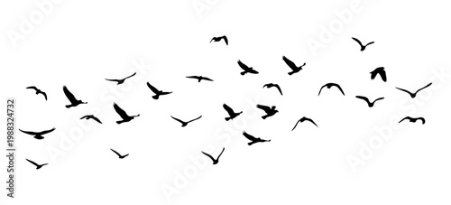 flock of birds silhouette isolated on transparent clear background