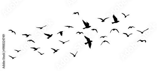 flock of birds silhouette isolated on transparent clear background-06.ai
