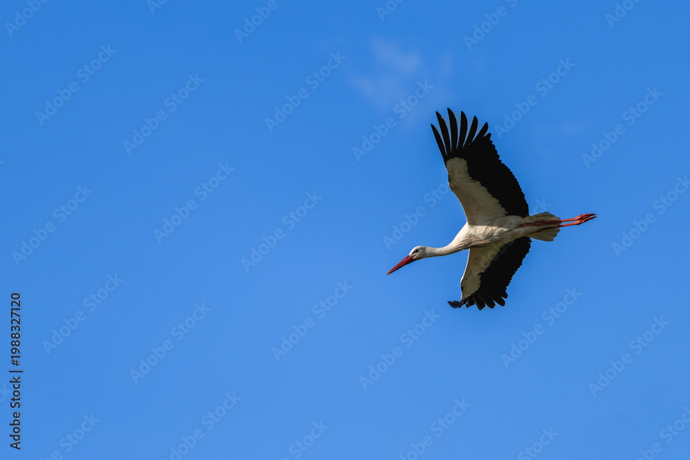 Obraz premium White stork symbolizing freedom and journey