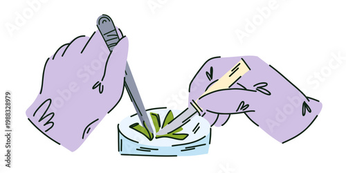 Hands in latex gloves using a scalpel and tweezers to cut a plant sample on glass for research, laboratory work with a petri dish