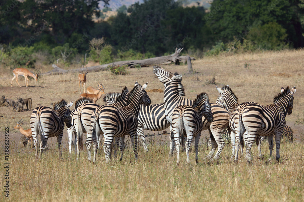Obraz premium Steppenzebra / Burchell's zebra / Equus quagga burchellii