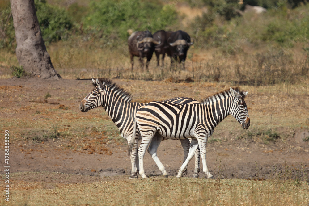 Obraz premium Steppenzebra / Burchell's zebra / Equus quagga burchellii