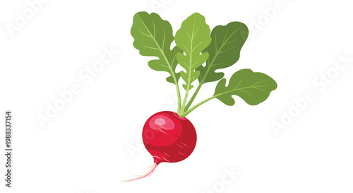 Fresh and vibrant red radish with long green leaves is illustrated in a natural style, perfect for culinary and health projects.