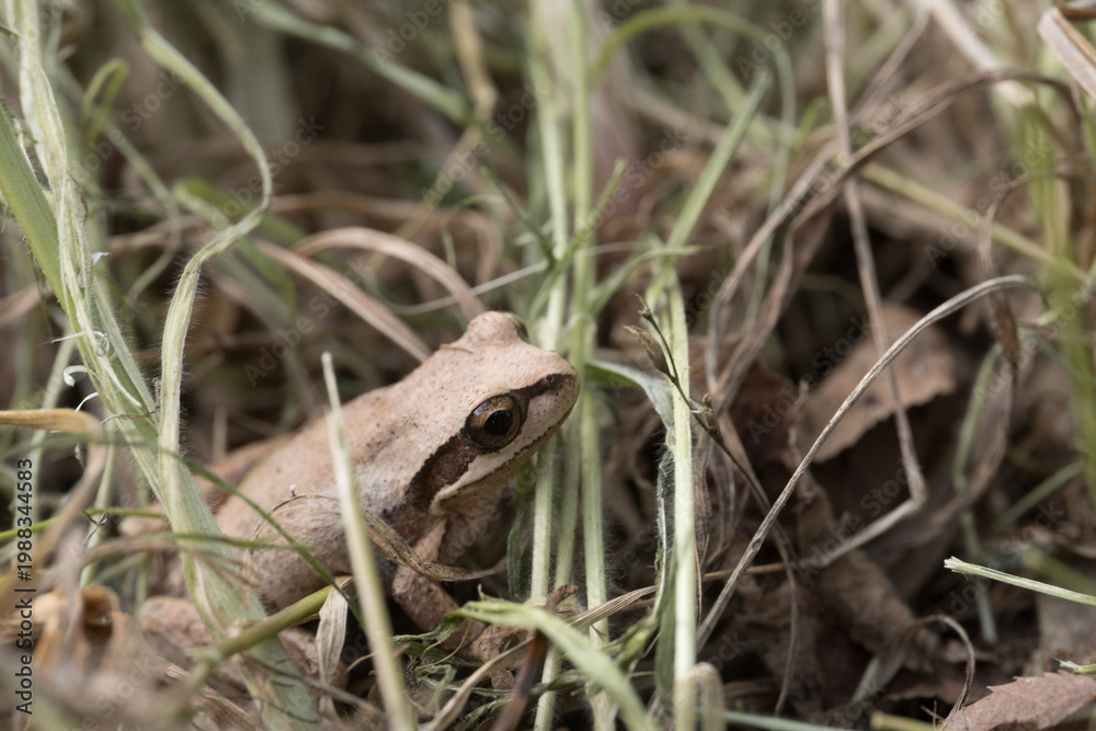 Obraz premium Southern Brown Tree Frog among dry grass and leaves