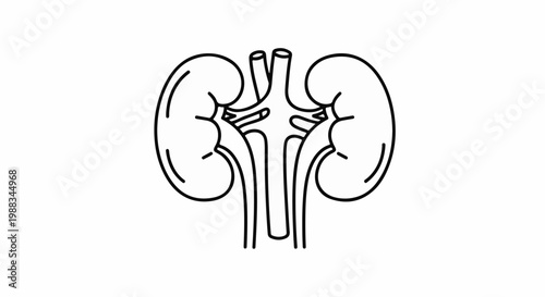Stylized line art illustration of two human kidneys with arteries