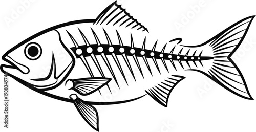 A detailed black and white line drawing of a fish skeleton isolated on a clean white background Vector