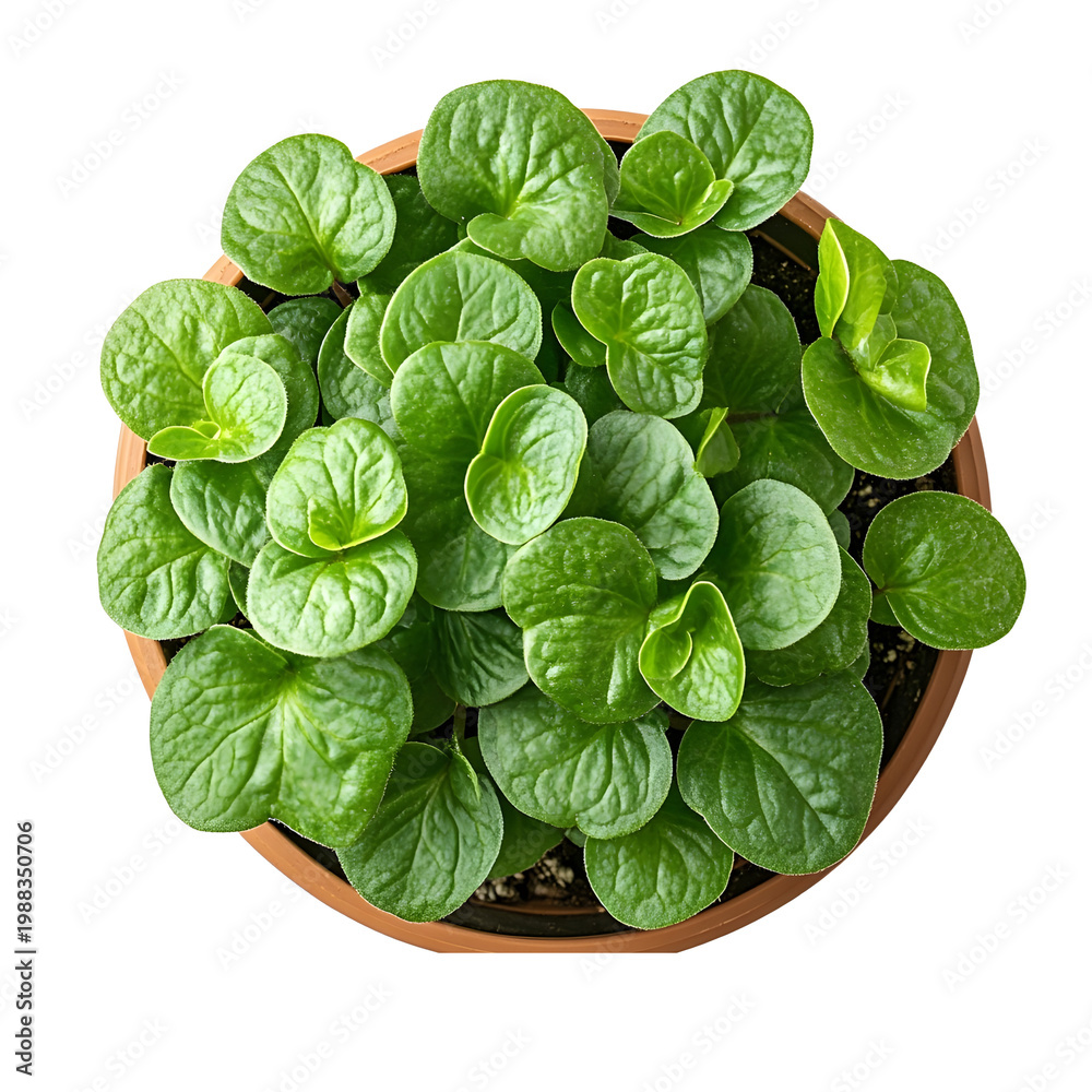 Fototapeta premium Top view of Sweetheart Plant in a pot isolated on a white transparent background