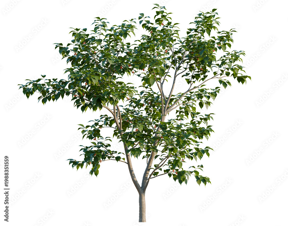 Obraz premium Cerasus pseudocerasus tree, elevation, front view, cutout, transparent background, isolate, Delicate Cherry Blossom Branch with Pink Flowers, Spring Floral Detail, Easter Decoration