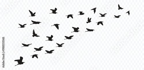 Bild auf Leinwand Graceful Bird Silhouette Vector Set Wildlife Avian Black White Icons Collection