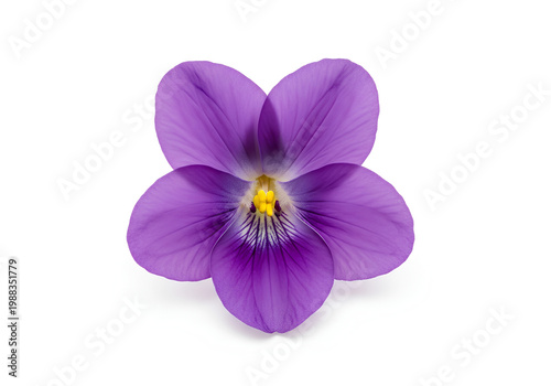 Closeup of a vibrant purple violet flower against a white background 3.