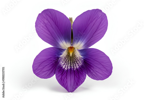 Closeup of a vibrant purple violet flower against a white background 2.