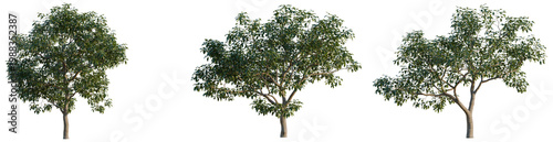 Foto Diospyros kaki tree, elevation, front view, cutout, transparent background, isol
