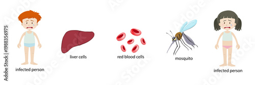 Malaria medical element set with infected people, liver cells, red blood cells, and mosquito vector, isolated healthcare icons for disease education and infographic design