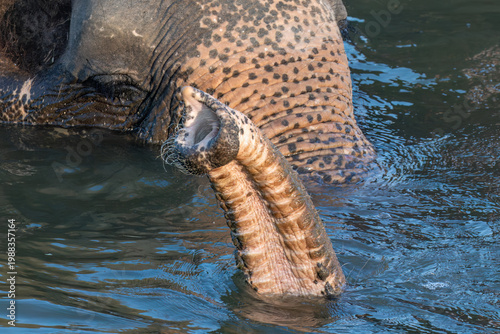 Photography Indian Elephant (Elephas maximus indicus) bathing in the river at Ayutthaya, Thailand