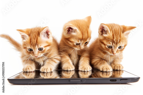 Kittens looking at a tablet on a white background